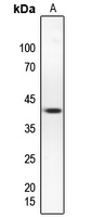 WB - Anti-hnRNP G Antibody AP60380
